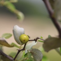 Ziziphus mauritiana Lam.